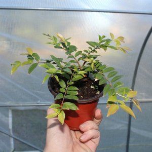 Jaboticaba Seedling (Sabara) Brazilian Grape Plinia Cauliflora Live Fruit Tree